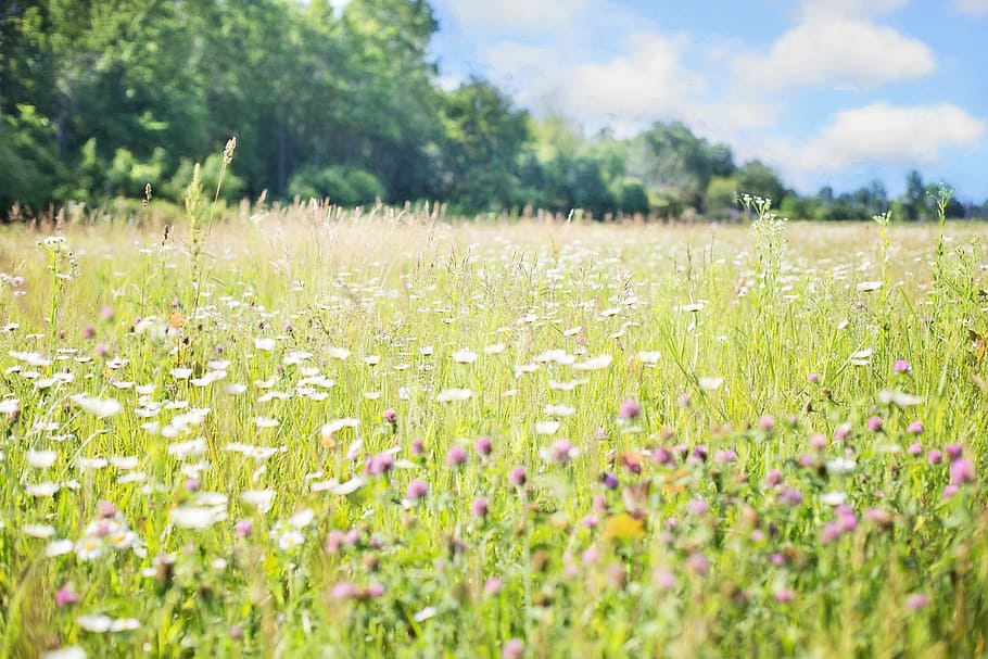selective, focus photo, pink, white, flower field, bed, flowers, day, time, wildflowers