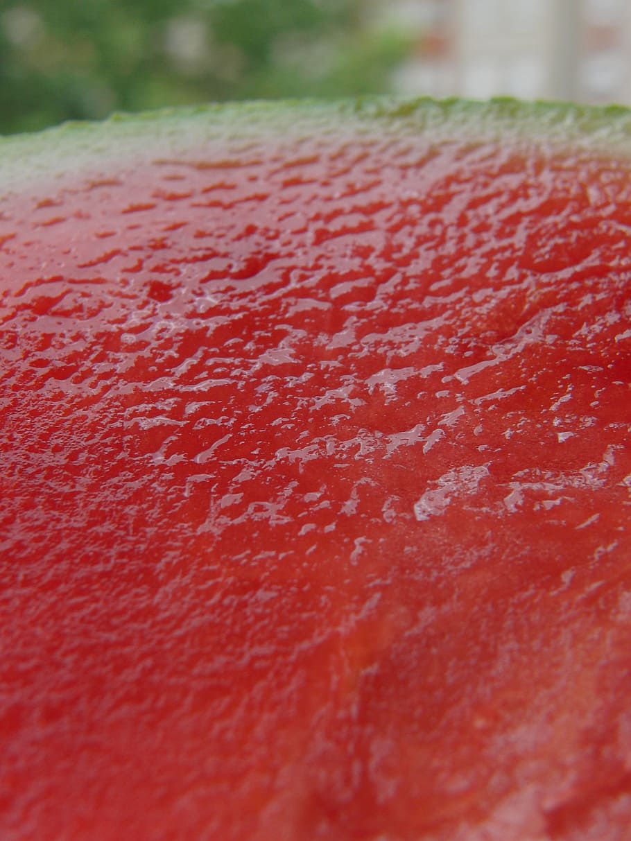 watermelon, melon, red, fruit, close-up, selective focus, day, textured, still life, full frame