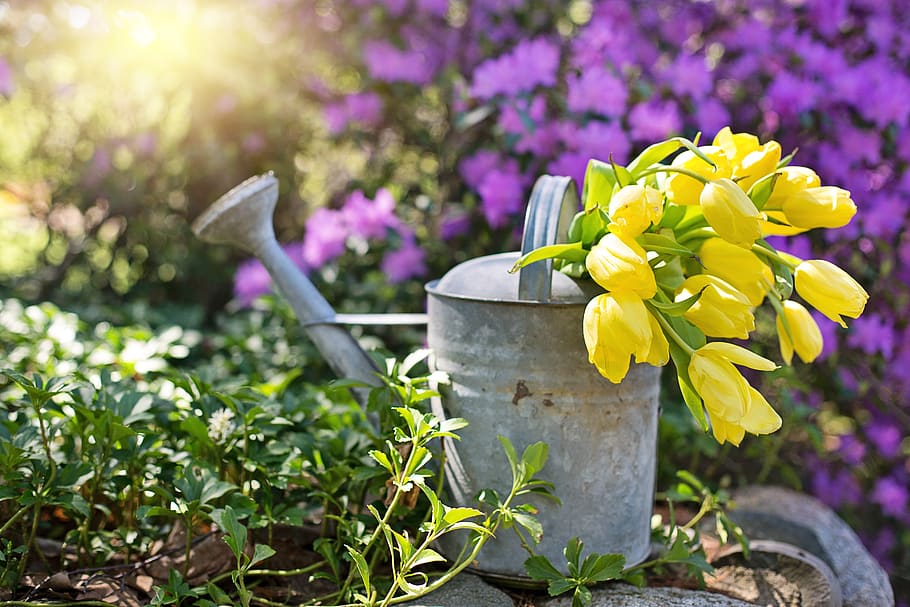 watering can, vintage, garden, spring, tulips, yellow, purple, gardening, summer, watering