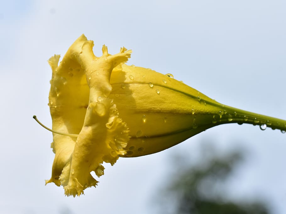 trumpet flower, yellow petal, raindrops, blooming, floral, outdoor, yellow, freshness, close-up, food and drink