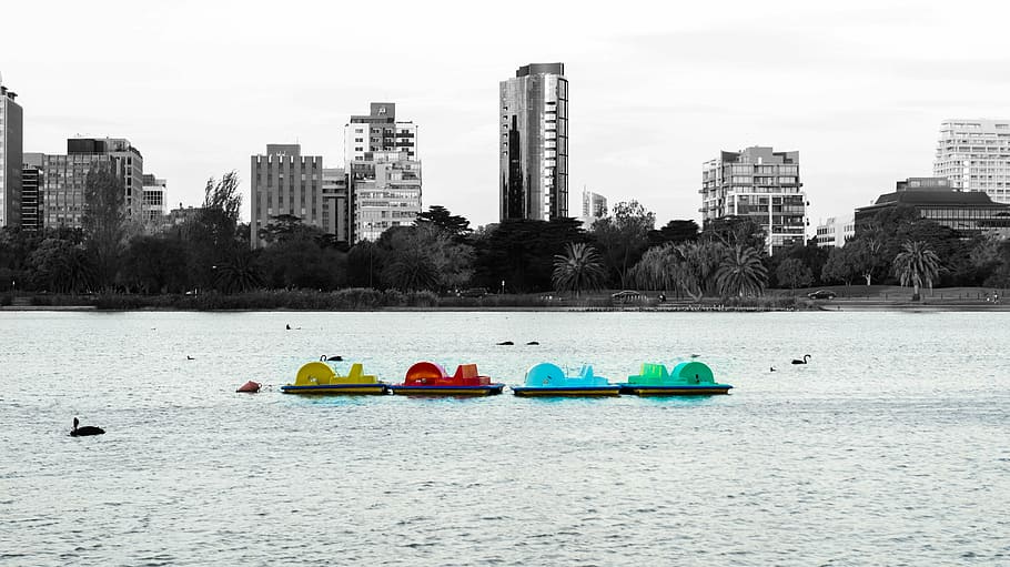 botes de remo, lago, bote de remos, remo, bote, ciudad, blanco y negro, albert park, melbourne, australia