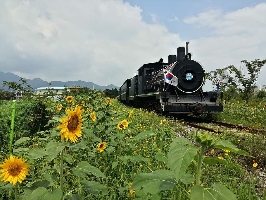 共和国, 韓国, 蒸気機関車, 電車, 鉄道, 交通, ひまわり, コーラン, 夏, トラック