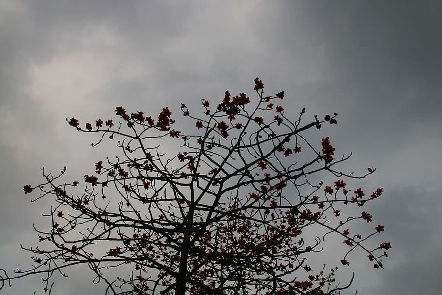 kapok, cloudy day, mood, plant, tree, sky, branch, cloud - sky, beauty in nature, nature