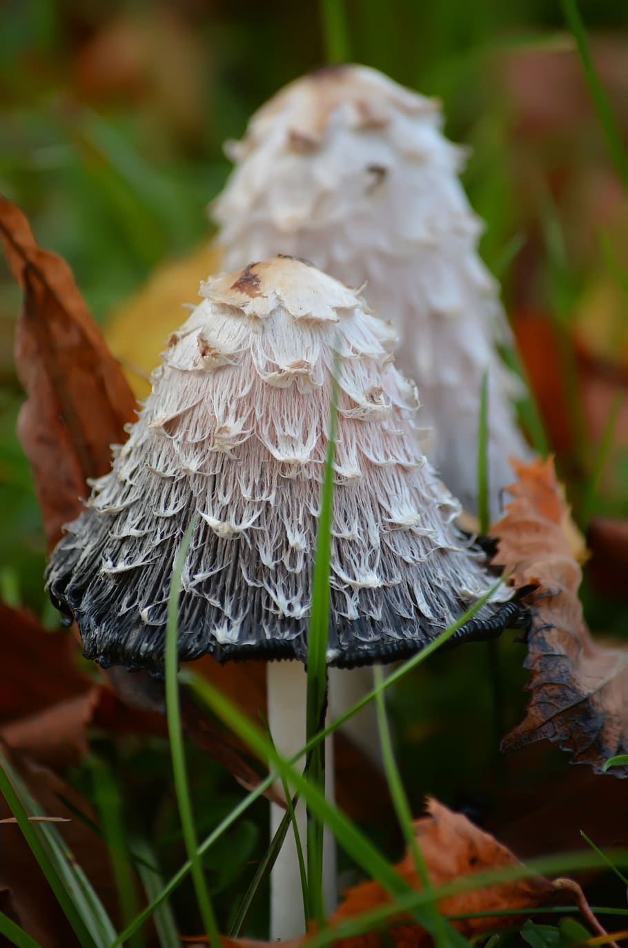 mushrooms, poisonous, wild, toadstool, autumn, forest, nature, plant, close-up, growth