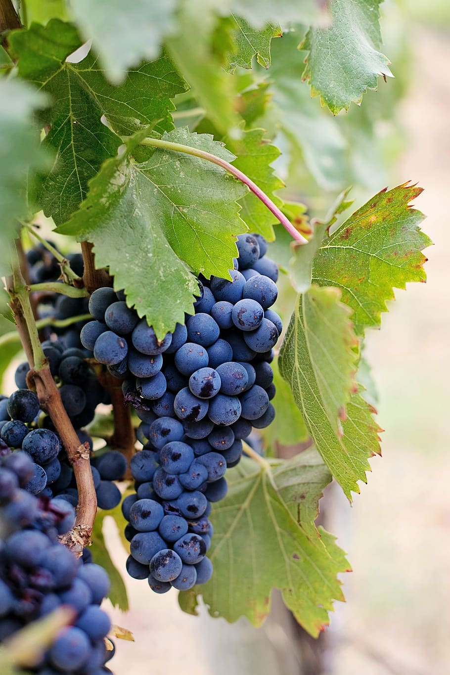 focus photography, purple, grapes, wine grapes, purple grapes, napa, wine, fruit, vine, vineyard