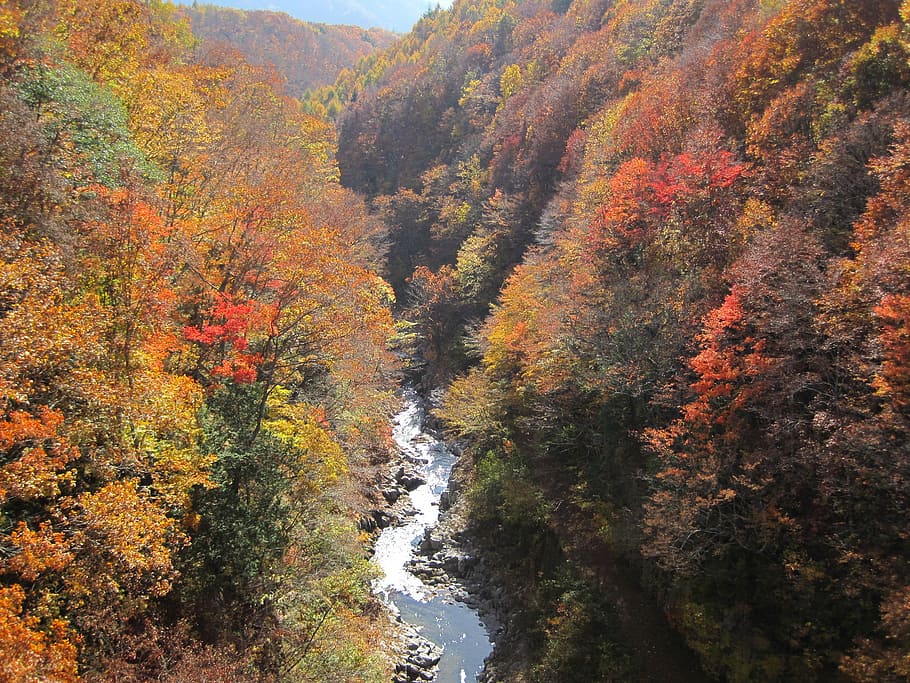 otoño, hojas otoñales, arboreto, colorido, maderas, bosque, arces, montaña, caída de japón, arce
