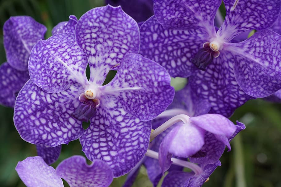 close-up photo, purple, orchid, daytime, flower, nature, blossom, bloom, plant, spring