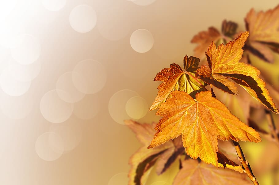 bokeh photo, brown, palmate, leaves, maple, tree, autumn, fall, seasons, seasonal