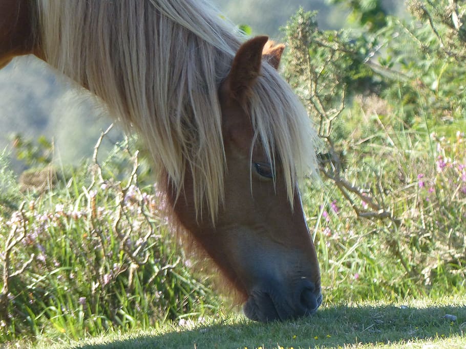 horse, head, horse head, mane, horses, profile, animal, brown, close up, pony
