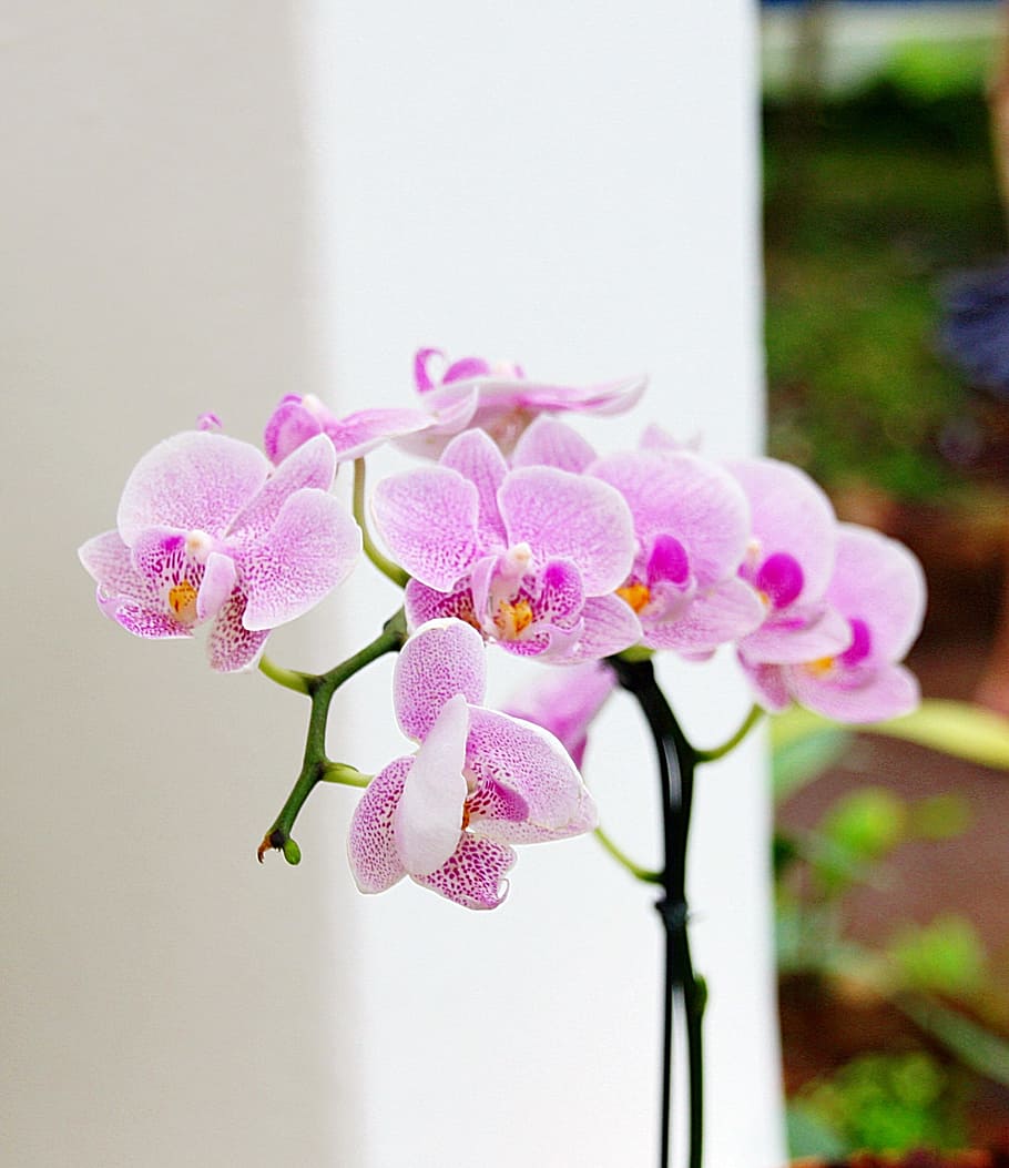 Orchids, Flowers, Pink, Blossoms, Bunch, bouquet, blooms, blooming, flowering, plants