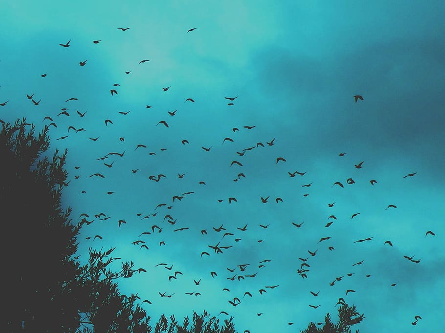 baixo, fotografia de ângulo, bando de silhueta, pássaros, voando, céu, voo, rebanho, voar, estorninhos