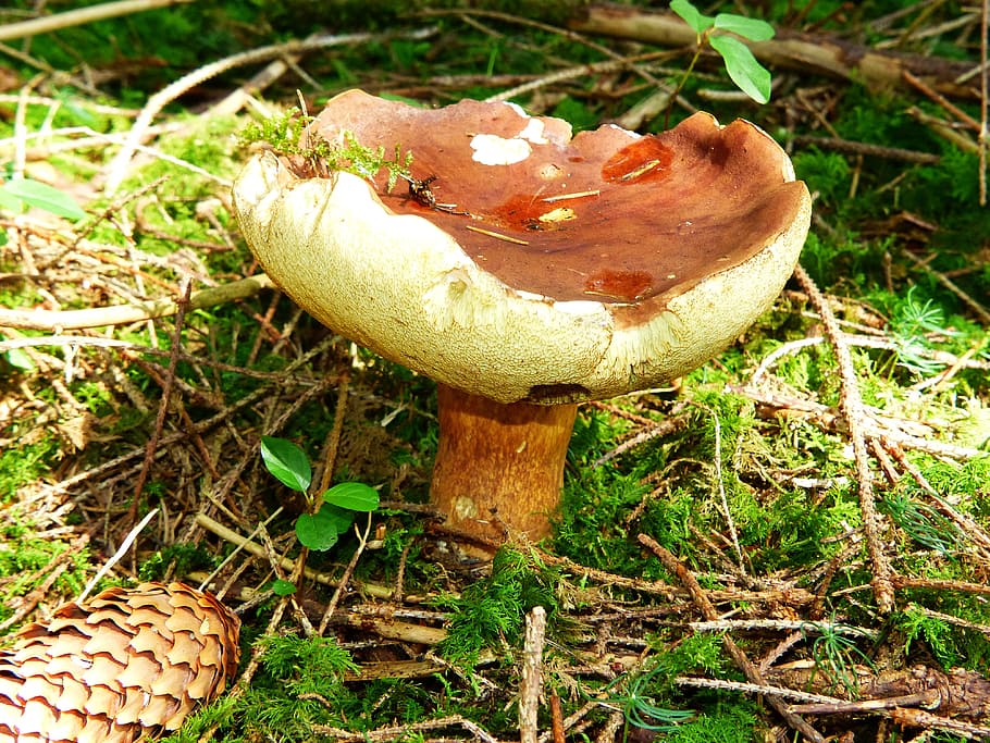 black mushroom, cep, mushroom, rac, nature, autumn, noble rot, mushroom picking, fungus, vegetable