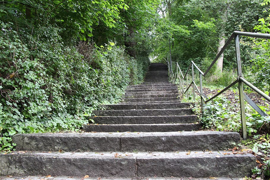 low, angle photo, stair, stairs, nature, gradually, landscape, forest path, emergence, stone stairway