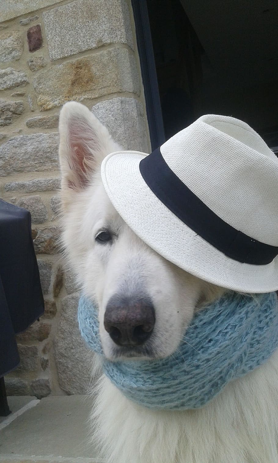 swiss white shepherd, dog in disguise, dog, animals, i wanted to live with animals, one animal, mammal, domestic animals, pets, domestic