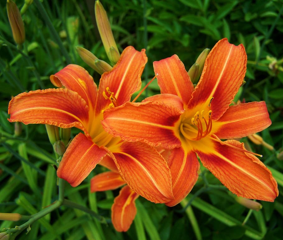 azucena, color rojo anaranjado, jardín de flores, planta floreciendo, flor,  planta, fragilidad, vulnerabilidad, pétalo, frescura | Pxfuel