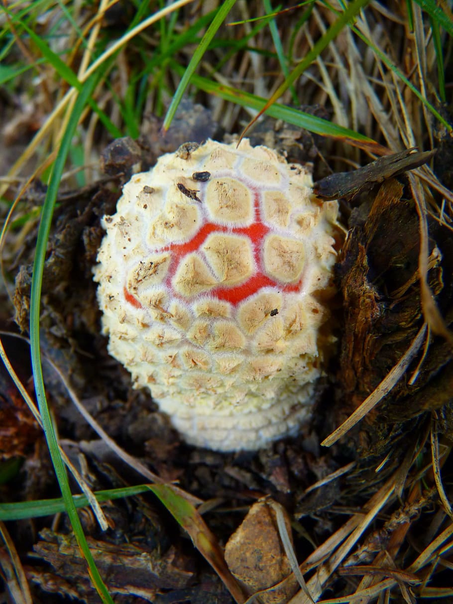 Mushroom, Fly Agaric, Small, New, Nature, new, nature, fungus, forest, toxic Substance, close-up