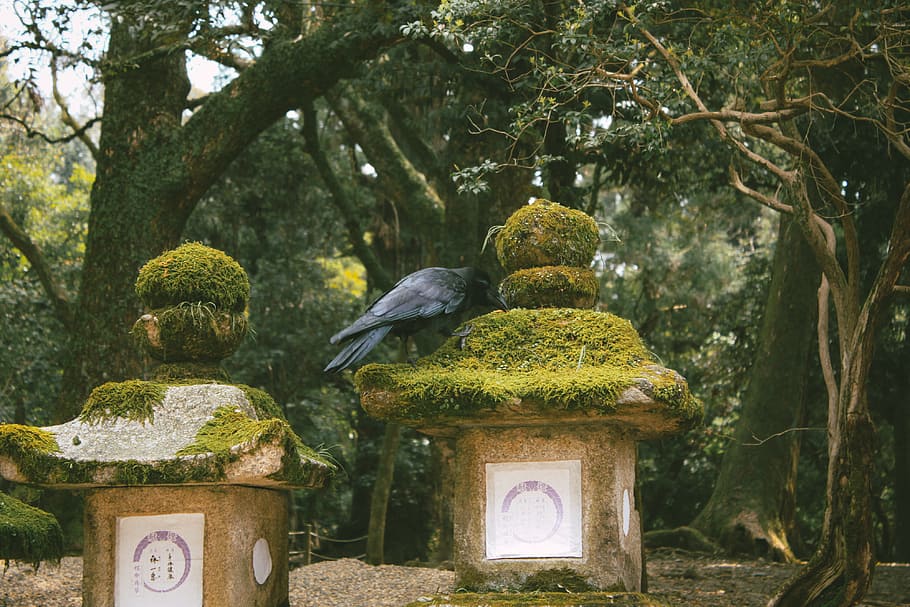 Вороны сад. Asian Garden animals.