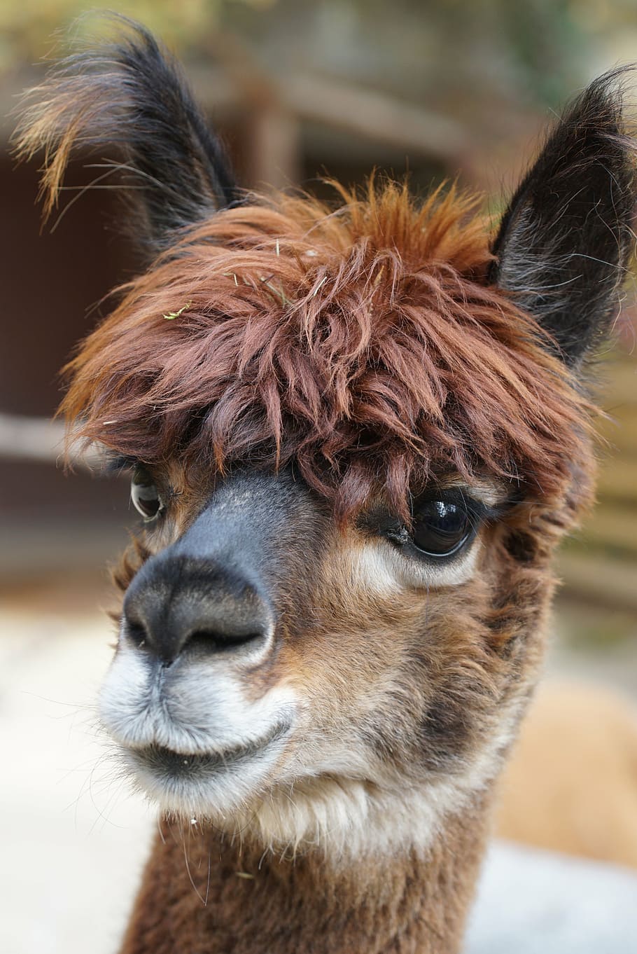 close-up photo, brown, animal, alpaca, andes, wool, fluffy, paarhufer, llama, mammal