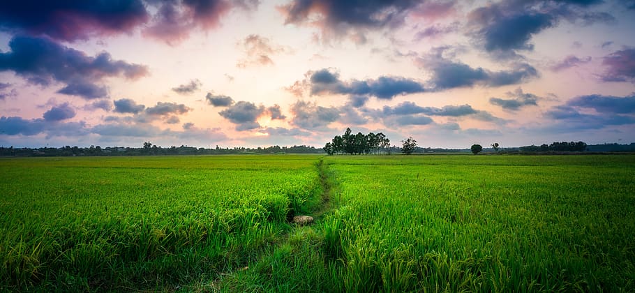 rice paddy, sunset, sunrise, cloudy, sunlight, panoramic, panorama, large s, vietnam, grass