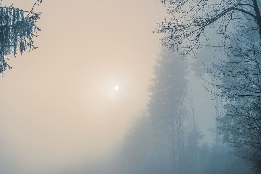 niebla, amanecer, bosque, árboles, abetos, neblina, luz, estado de ánimo, sol, mañana