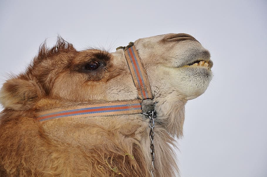 camello, animal, mamífero, desierto, safari, viaje, áfrica, turismo, dromedario, transporte