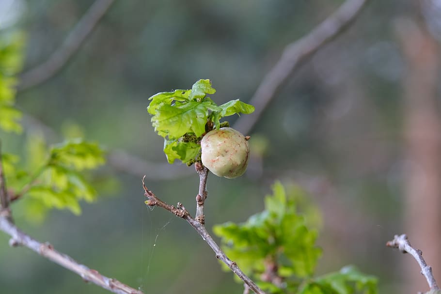 galls, oak, infected, growth, plant, focus on foreground, close-up, food, food and drink, nature