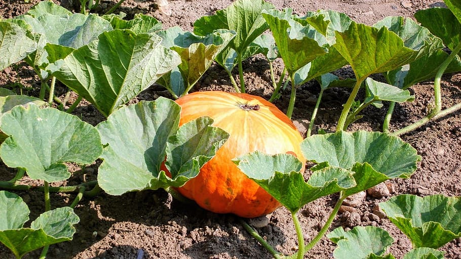Pumpkin, Garden, Fruit, Ground, Summer, grow, ardennes, vielsalm, green color, leaf