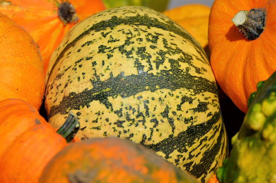 pumpkin, fruit, orange, autumn, cucurbita maxima, choose, large, huge, food, vegetables