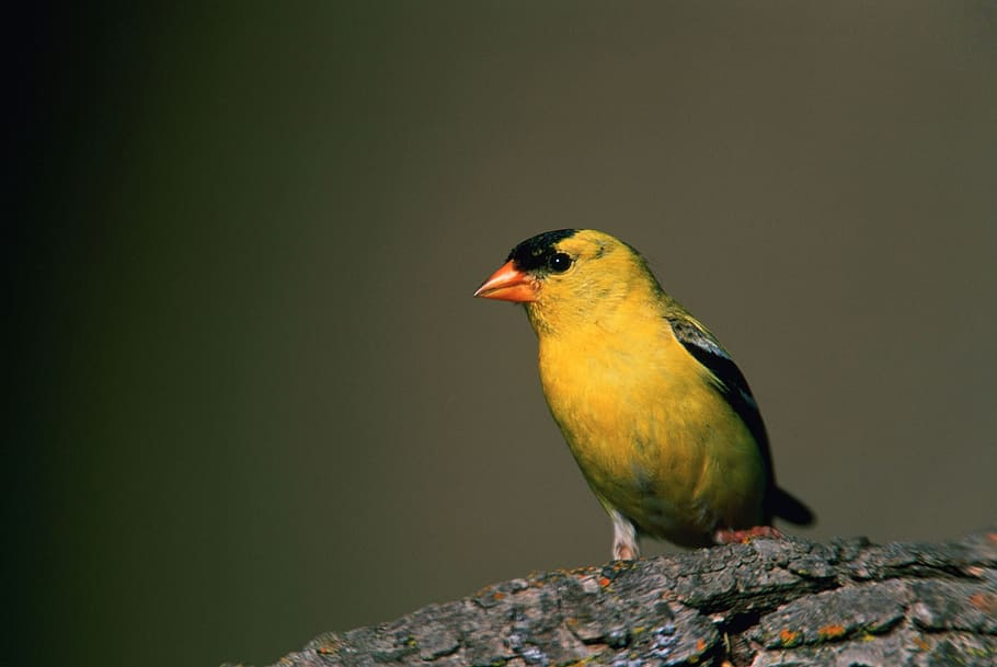 yellow, black, bird, brown, wooden, surface, american goldfinch, wildlife, nature, macro