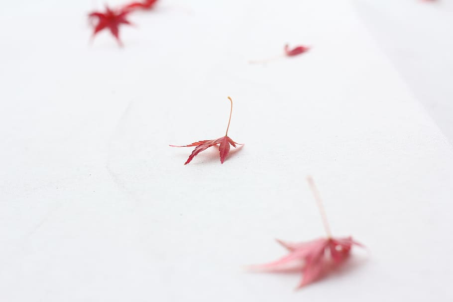 daun merah, daun musim gugur, putih, merah, jepang, kertas dinding, maple, gaya jepang, sederhana, musim gugur
