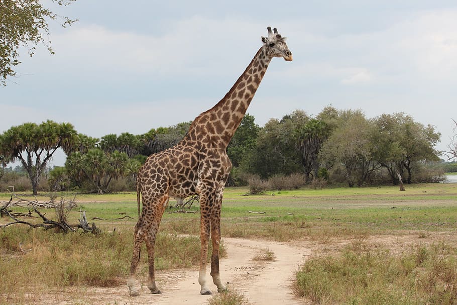giraffe, green, grass, daytime, nature, safari, africa, reserve, serengeti, safari Animals