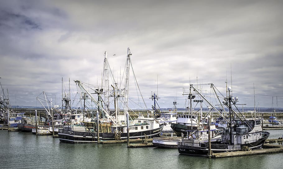 Westport fishing fleet, palangre, pesca, puerto, barco, bahía, mar, océano, náutico, costero