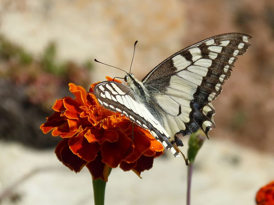 butterfly, papilio machaon, carnation moro, libar, machaon, butterfly queen, flower, flowering plant, animal wing, beauty in nature