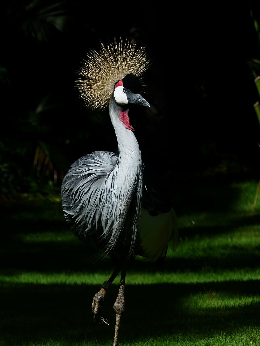 selective, focus photography, white, black, bird, crane, spring crown, south africa grey crowned crane, grey crowned crane, balearica regulorum