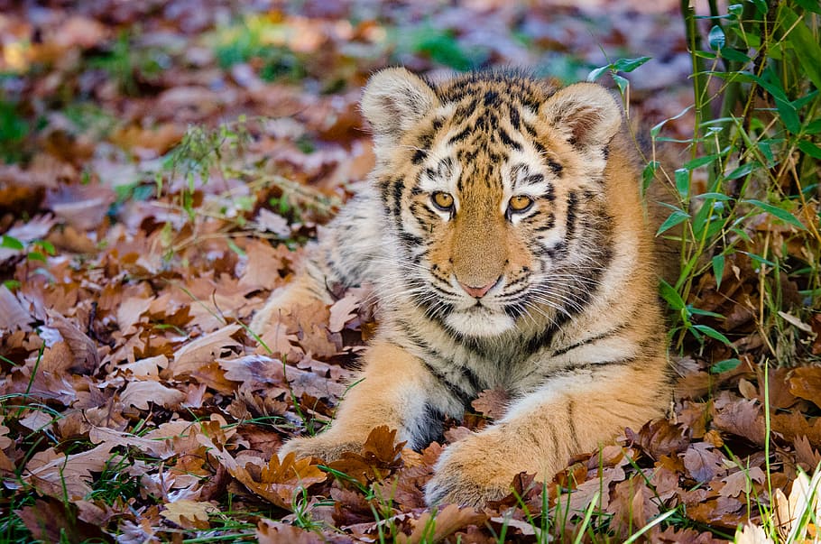 Tigre siberiano, filhote, foto closeup de tigre, temas animais, mamífero, um animal, parte da planta, folha, animais selvagens, felino
