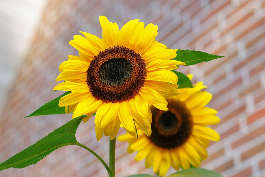 two sunflower flowers, sunflower, flowers, bright, yellow, colorful, helianthus annuus, summer, beautiful, garden