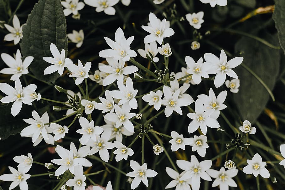 Ornithogalum, flowers, spring, nature, bulb, background, White, close-up, flower, flowering plant