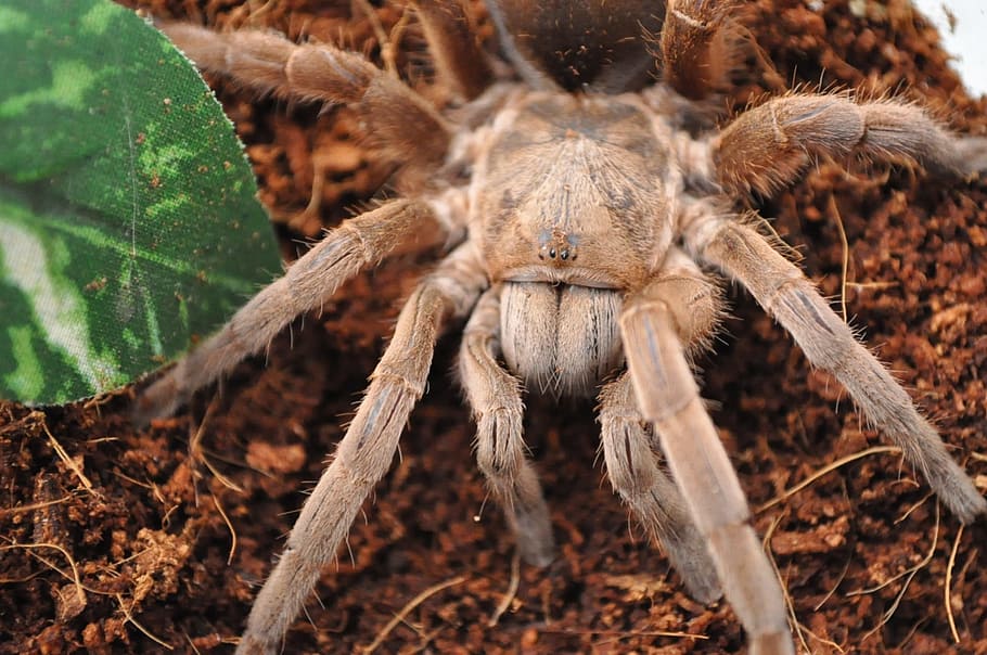 Tarantula, Spider, Arachnid, Danger, insect, fear, scary, spooky, poisonous, wild