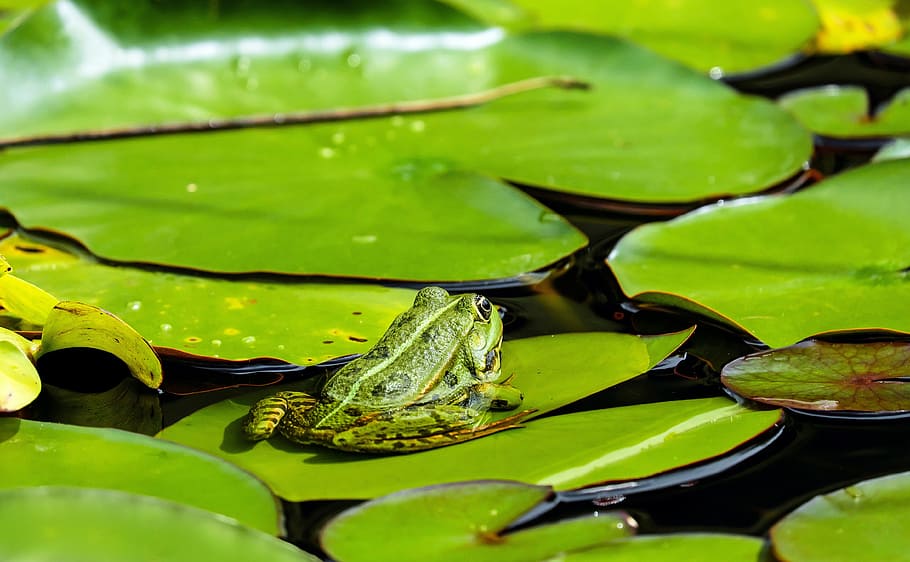 green, frog, water lily pad, daytime, water frog, animal, nuphar pumila leaf, biotope, water, leaf