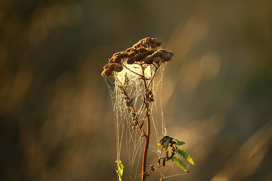 Plant, Tansy, Cobweb, Autumn, wild flowers, nature, cereal plant, agriculture, wheat, animal
