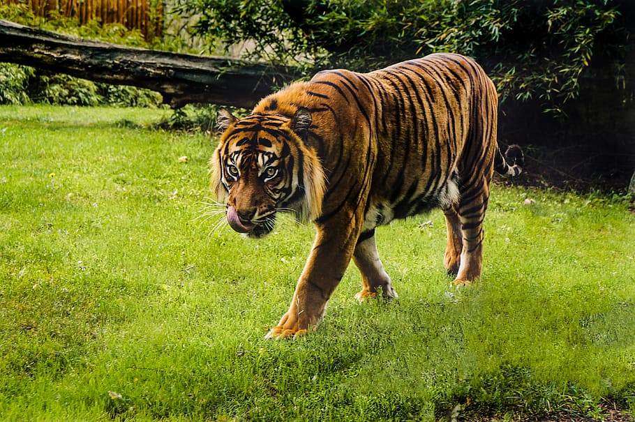 tigre, selvagem, jardim zoológico, natureza, mamífero, gato, pele, perigoso, tiras, caçador