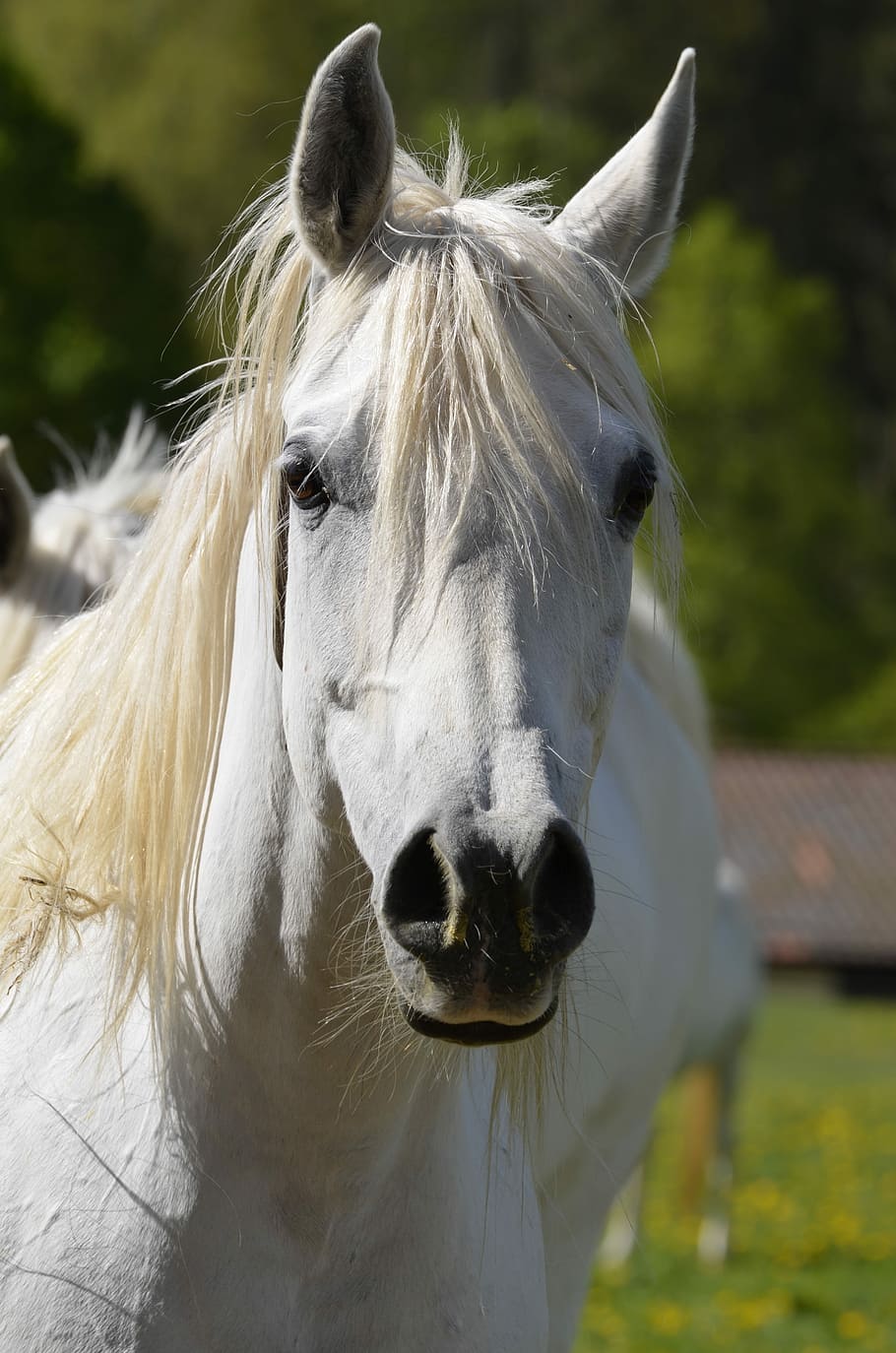 kuda putih, hewan, surai, alam, kuda betina, kuda, dom, potret, arab, terbang