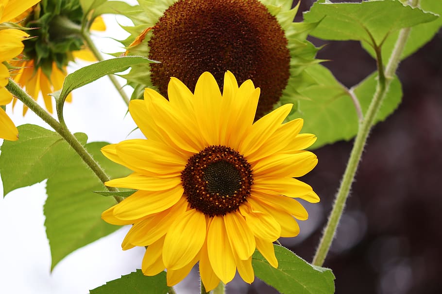 sunflower, field, sunflower field, summer, yellow, nature, flowers, sunlight, flower yellow, cultivation