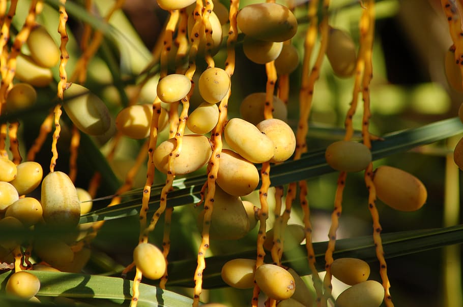palma, yellow fruits, dates, the fruit of the palm tree, growth, food, food and drink, fruit, healthy eating, close-up
