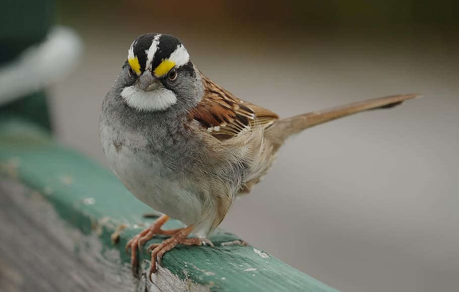 sparrow, bird, plumage, cute, animal wildlife, animals in the wild, one animal, vertebrate, perching, focus on foreground