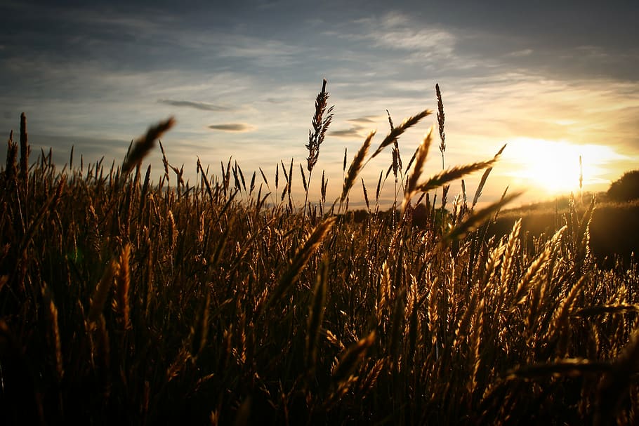 grain field, field, sky, sun, sunrise, sunset, wheat, growth, nature, agriculture