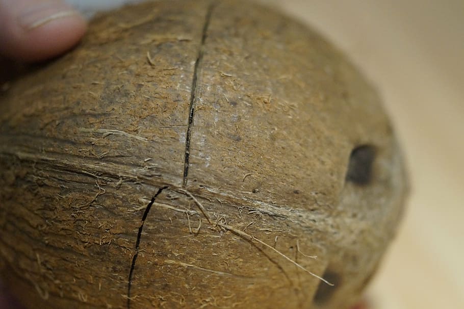 coconut, open coconut, hard, shell, to breaking point, breaking point, close-up, human body part, body part, single object
