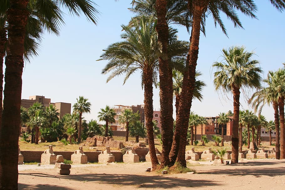 Egipto, Luxor, templo de Karnak, palmeras, animal, jeroglífico, antigua, civilización, Nilo, cielo azul