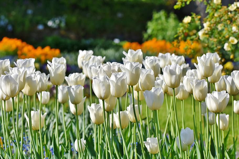 white, tulip flowers, taken, daytime, tulips, tulip field, tulpenbluete, white tulips, field of flowers, bloom