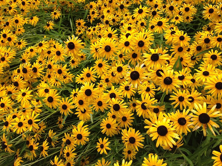 Flowers, Field, field of flowers, yellow flowers, field of yellow flowers, garden, spring flower, blooming, flower, yellow